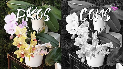 Pros & Cons of Growing Phalaenopsis Orchids | Quirks Tips Basic Care Media Options #ninjaorchids