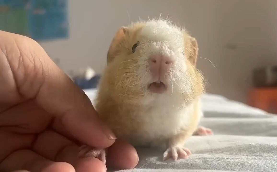 This is the sound a guinea pig makes.