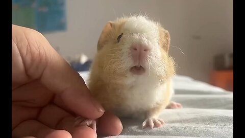 This is the sound a guinea pig makes.