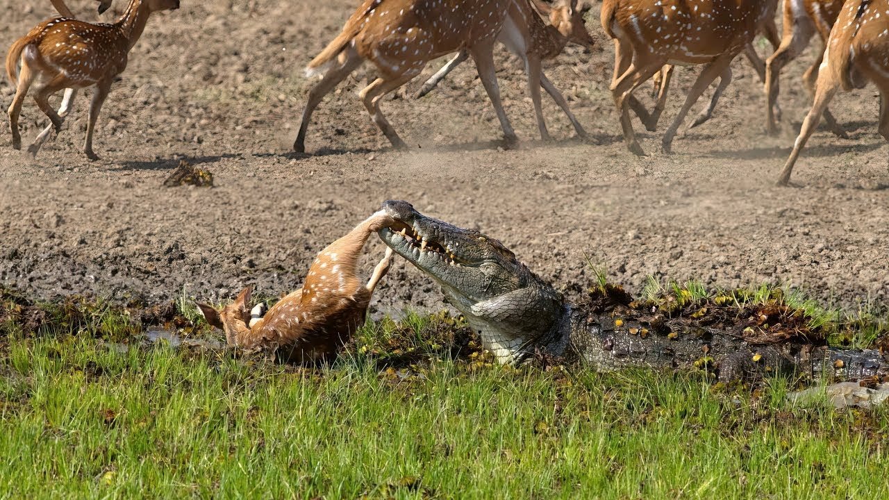 Crocodile Attack at the Watering Hole