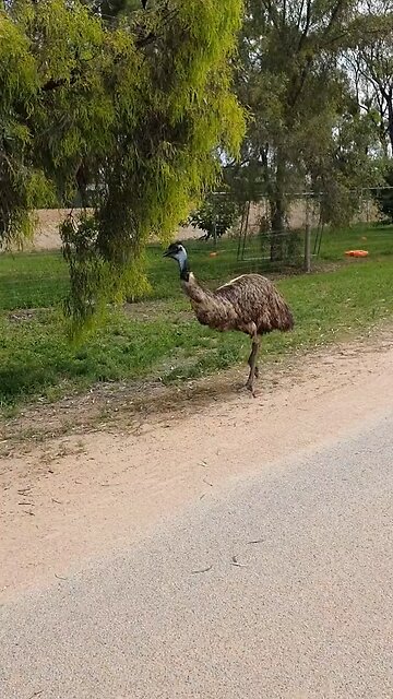 Emu bird taking a walk in Australia 🇦🇺😂