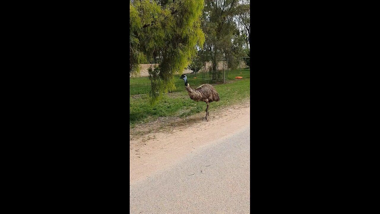 Emu bird taking a walk in Australia 🇦🇺😂