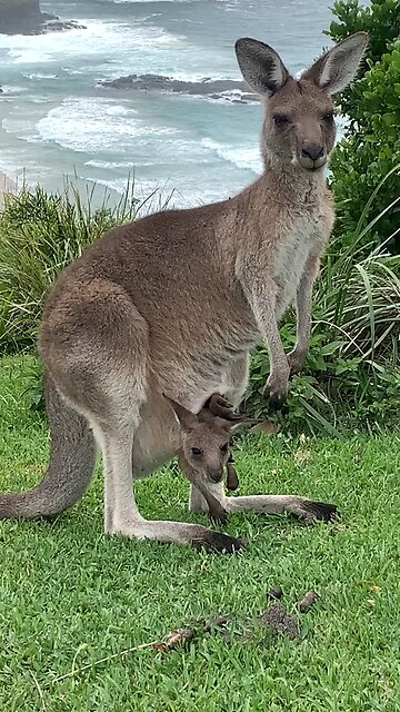 Australian kangaroo 🦘