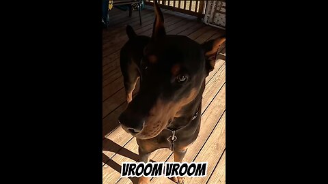 Doberman vs RC Truck: I Teased Him… Then He Caught It 🤣🐾