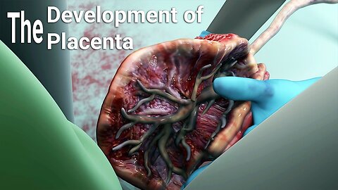 Development of the placenta-labor and delivery - birth-embryology-placental maternal side formation