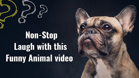 Funny animal video