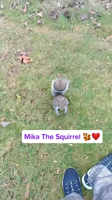 Merry Christmas everyone 🎄From Mika The Squirrel 🐿️❤️ and I 🐾