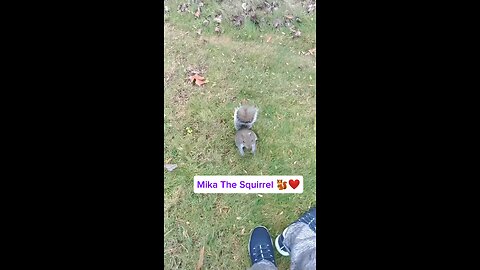 Merry Christmas everyone 🎄From Mika The Squirrel 🐿️❤️ and I 🐾