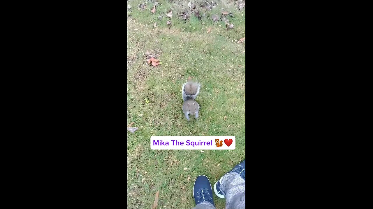 Merry Christmas everyone 🎄From Mika The Squirrel 🐿️❤️ and I 🐾