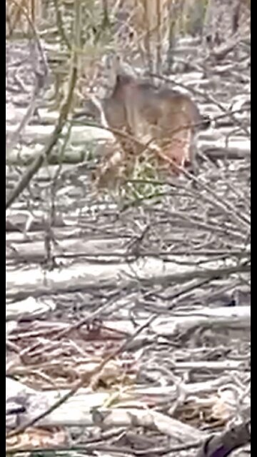 Bobcat come slipping around deer hunter.😳