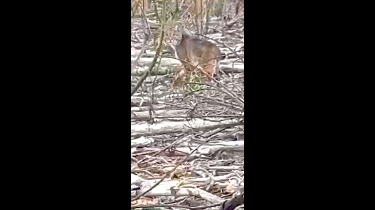 Bobcat come slipping around deer hunter.😳