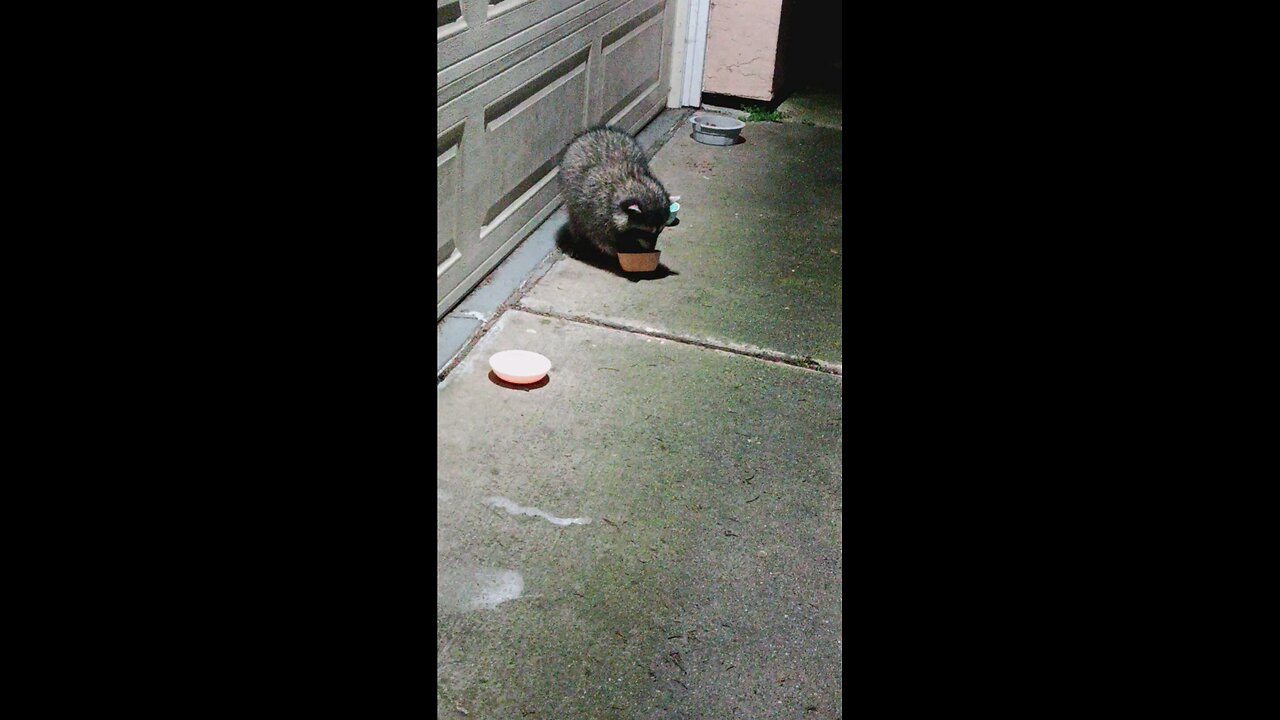 saw a couple of Raccoon just eating