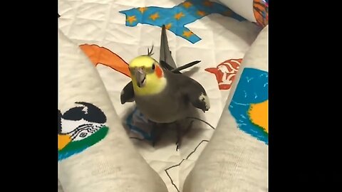 Funny Birds Video Compilation - Funny Animal Videos - Animal Reaction To Food