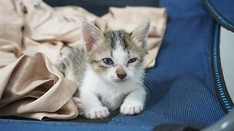 The Baby Kitten fell asleep after she eat a lot, It was so cute.