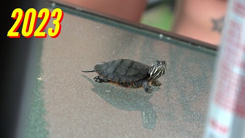 INDEPENDENCE DAY AT DYLAN'S (PART 2)