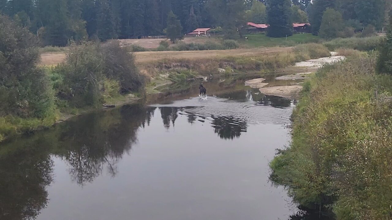 more moose