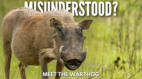 Misunderstood? Meet the Warthog — Africa’s Tough, Clever Survivor