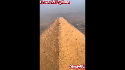 EXPLORER DOG EXPLORES THE TOP OF ONE OF EGYPT'S PYRAMIDS😳😳😳😳😳😳