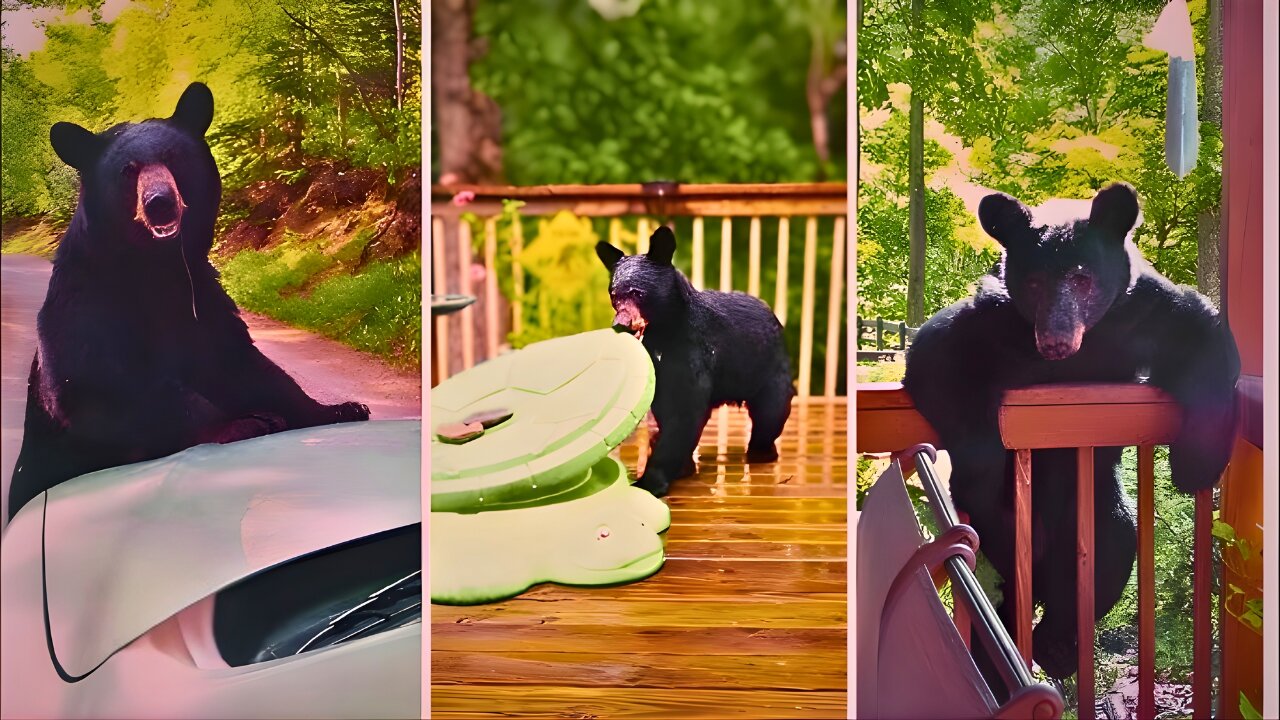 Hilarious Bear Antics: The Ultimate Comedy Compilation 🐻🤣