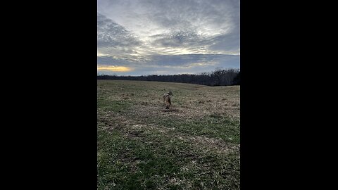 Another coyote in a dirt hole set. #trapping #coyote