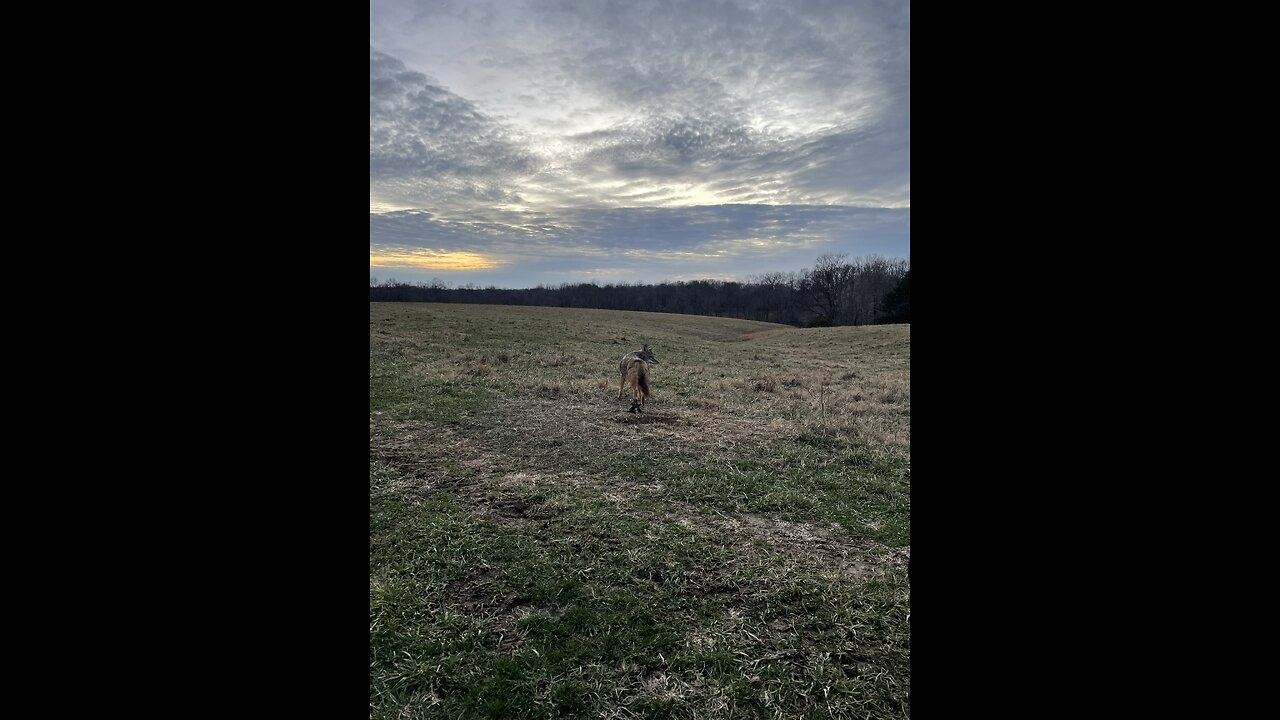 Another coyote in a dirt hole set. #trapping #coyote