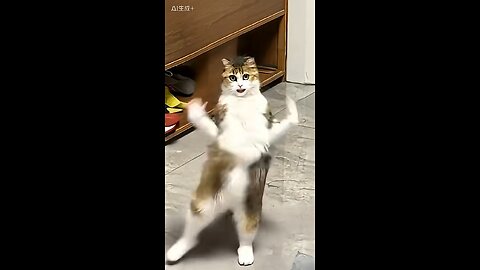 #cat #dance #dancevideo #funny #funnyvideo