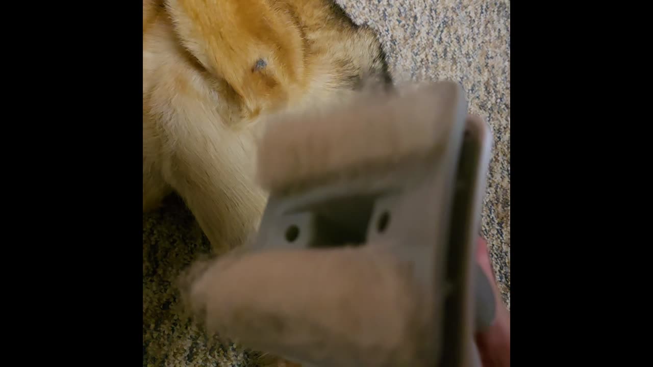 Virgil and the pet vacuum.