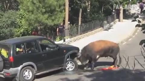 Funny Buffalo