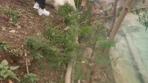 Family Helps Rescue Dog Out of River