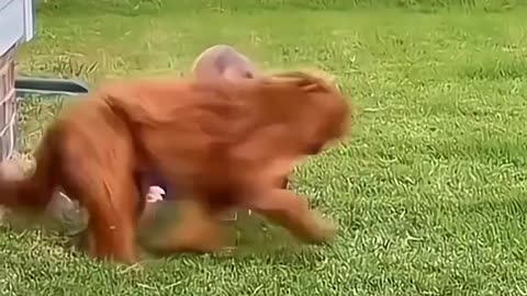 cute animals