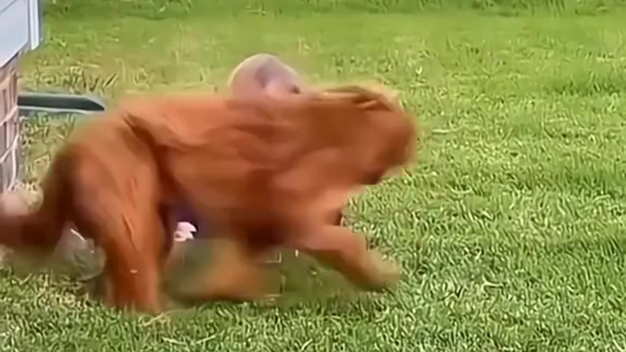 cute animals