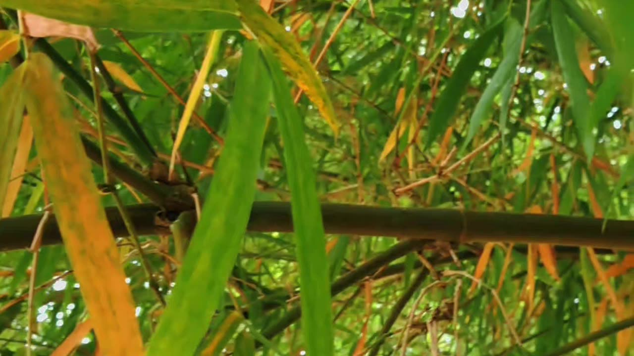 Into the bamboo forest