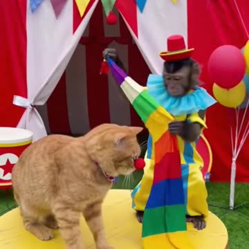 Cat and monkey play the clown