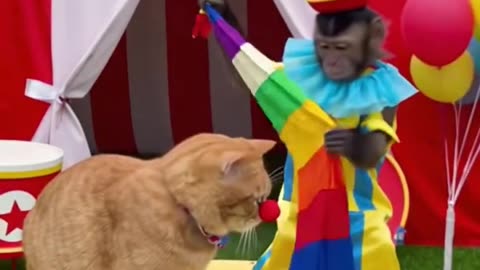 Cat and monkey play the clown