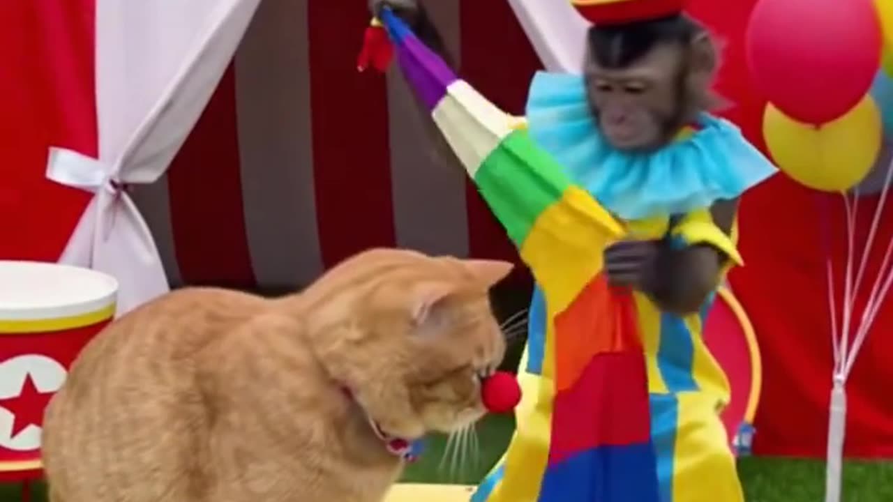 Cat and monkey play the clown