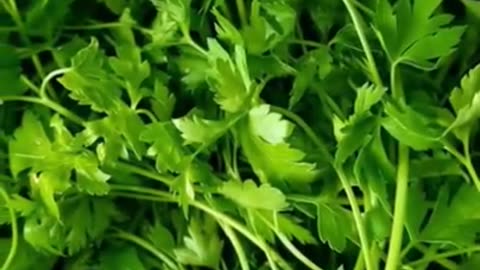 Four amazing benefits of eating coriander leaf