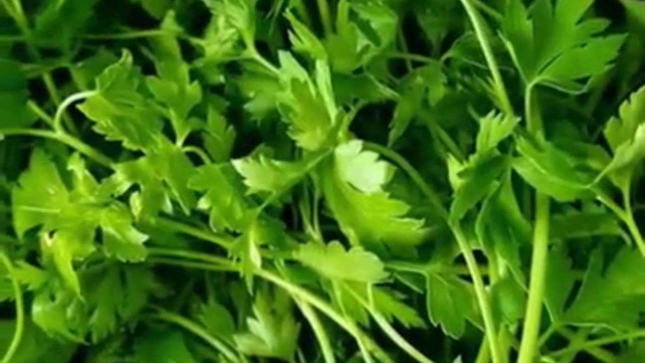 Four amazing benefits of eating coriander leaf