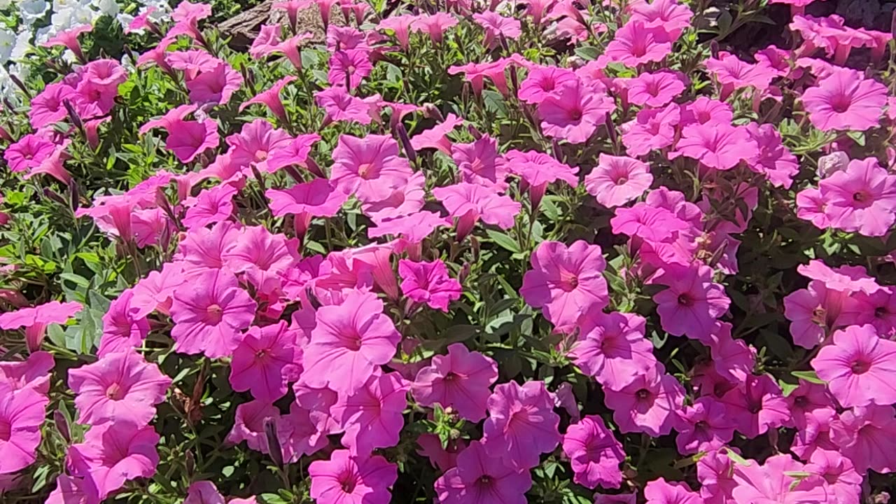 Turn 1 of The Garden A Delphinium Lupine Multi-Campus