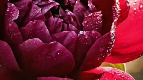 Scripture of the Day