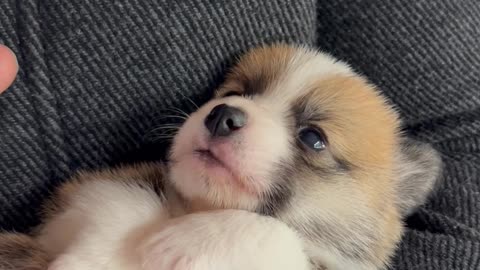 Tiny Talking Corgi Puppy