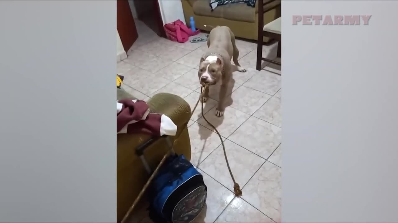 Pets Full of Surprises