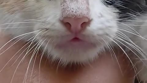 😮✨ This Cat's Eyes Will Leave You Stunned! | FeedMyCuriosity