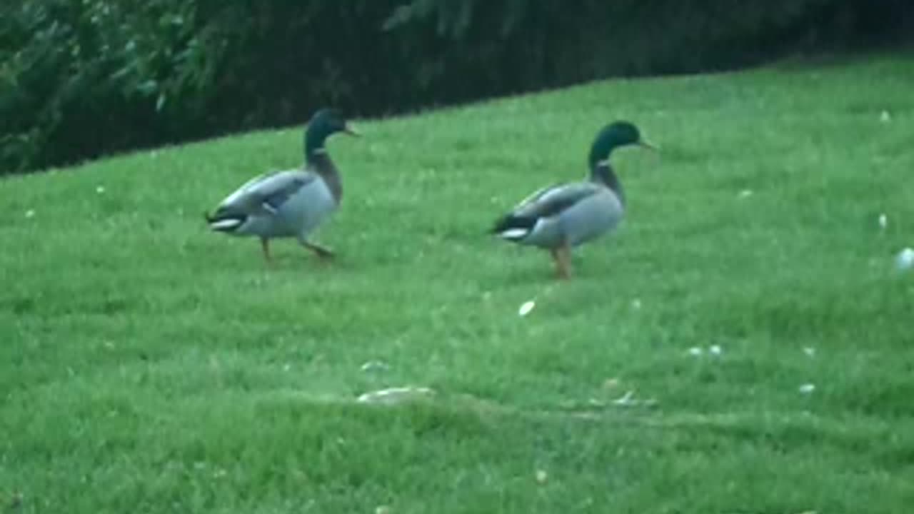 2 mallards in the grass