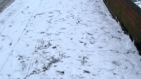 Dog Pulls Boy's Sled