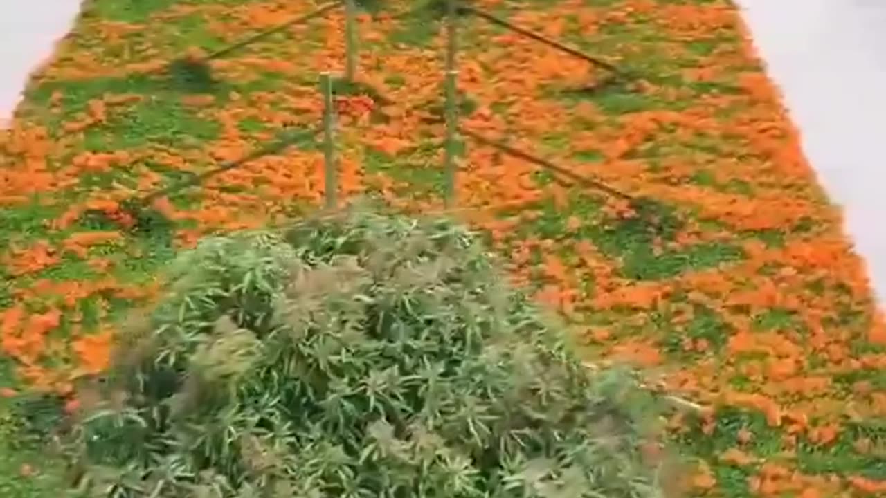 ✨🌿 Sustainable Urban Living in Nanning with Green Rooftops! | FeedMyCuriosity