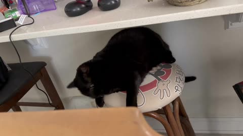 Cute Precious Piper Plays on the Breakfast Bar Stool - My Adopted Shelter Cat Vlog