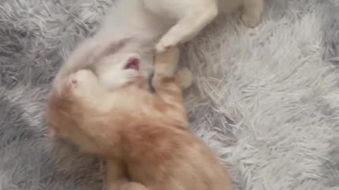 Are my cats fighting