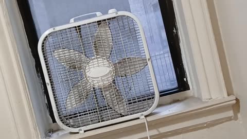 Outrage in NYC after ICE agent in Minneapolis shoots 🔫 fleeing woman 👩 dead