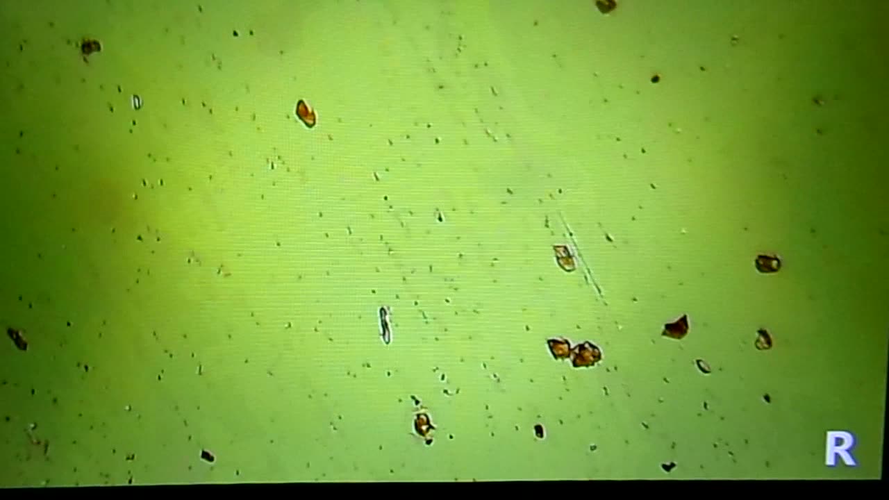 Our rain here 2/8/26: