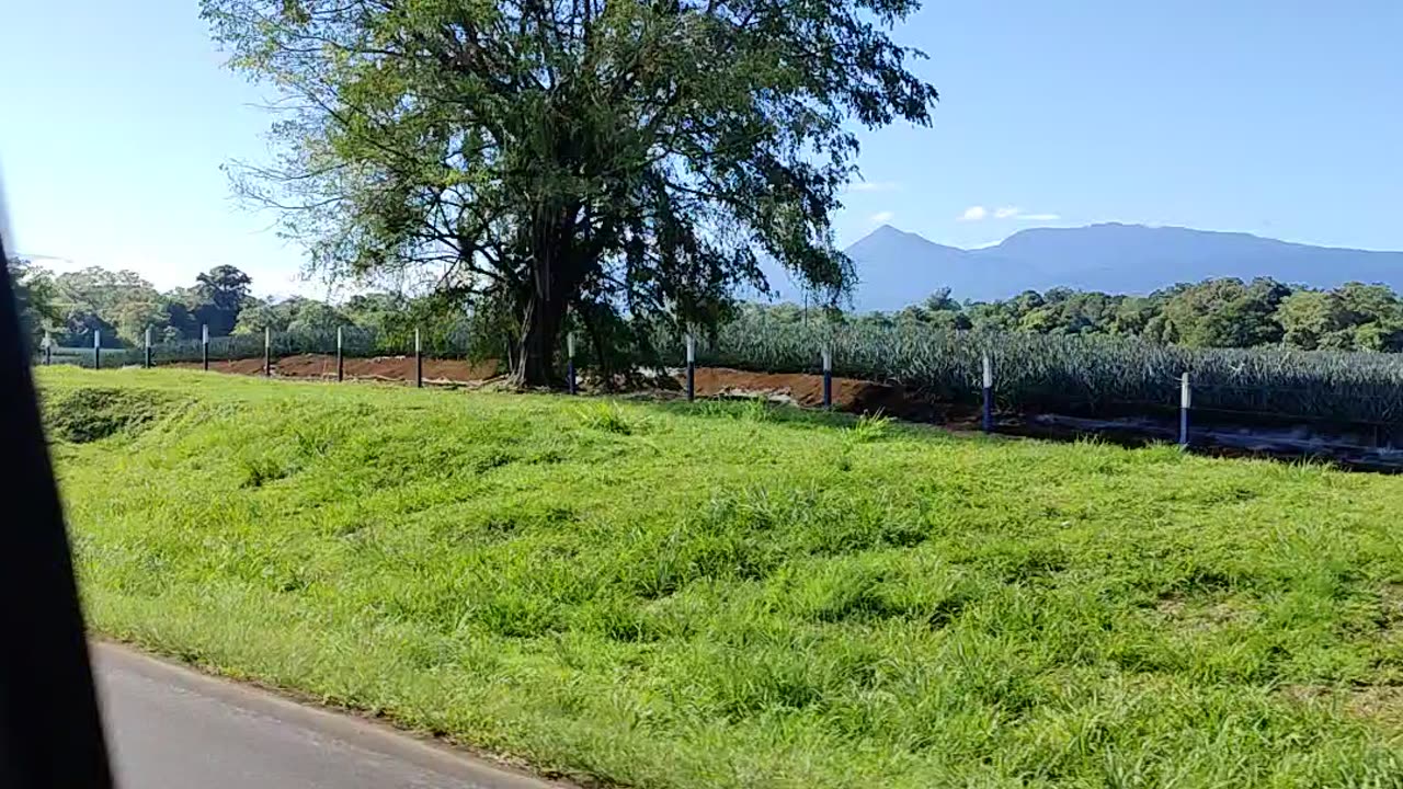 Pineapple plantation